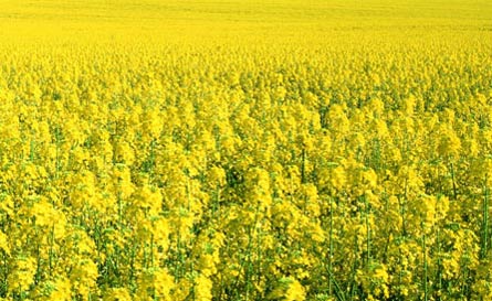 Double Ghani Brand, Mustard Oil Agmark, Grade-1